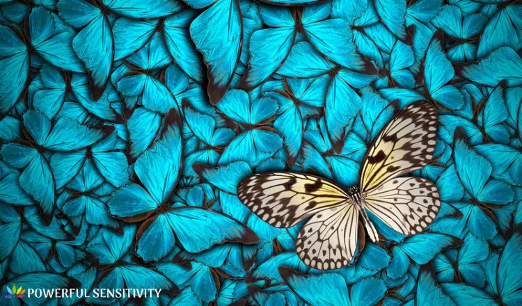 beautiful butterfly different from others beautiful butterfly different from others