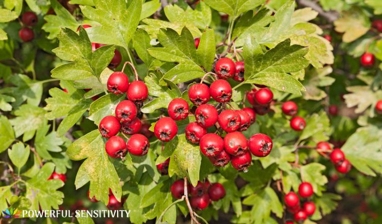 Hawthorn plant Hawthorn plant